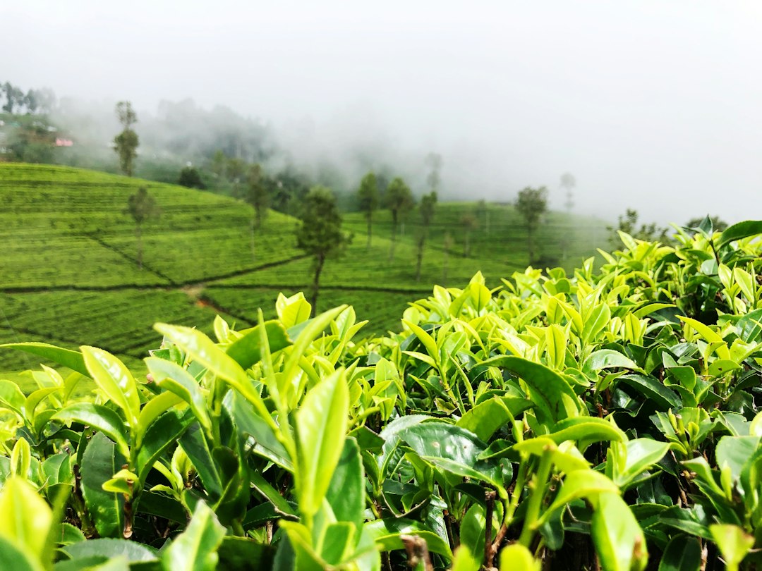 Nuwaraeliya